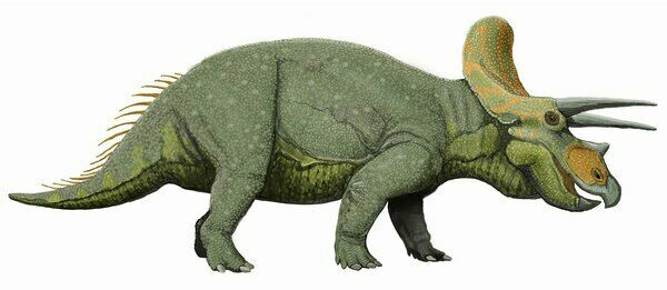 An artists reconstruction of Triceratops.  By Dmitry Bogdanov